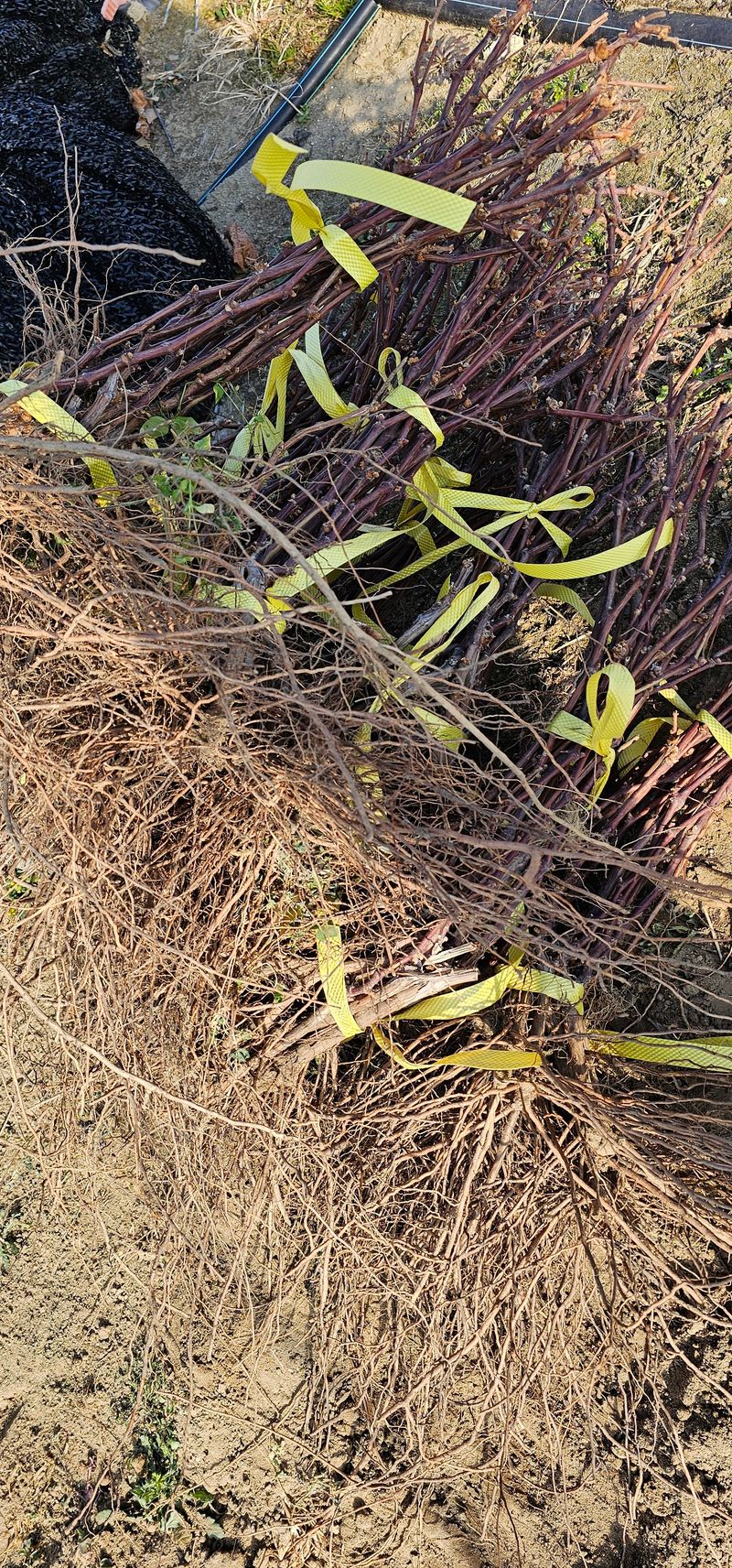 장터 상품 [mba머루포도 삽목1년생] 썸네일