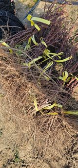 팜모닝 · 게시글 이미지