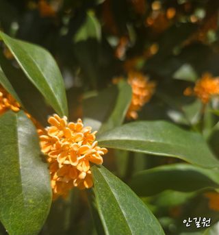 안길원님의 자유주제 · 자유게시판 작성글 사진