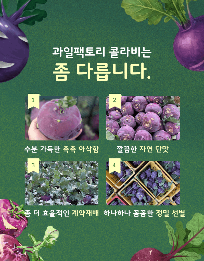 과일팩토리님의 장터 판매 상품 [[과일팩토리] 신선한 국내산 콜라비 선별과 산지직송 2kg/3kg/5kg/10kg] 첨부 사진