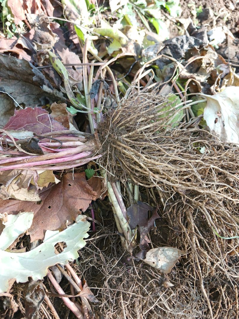 고성운님의 장터 판매 상품 [참취 모종] 첨부 사진