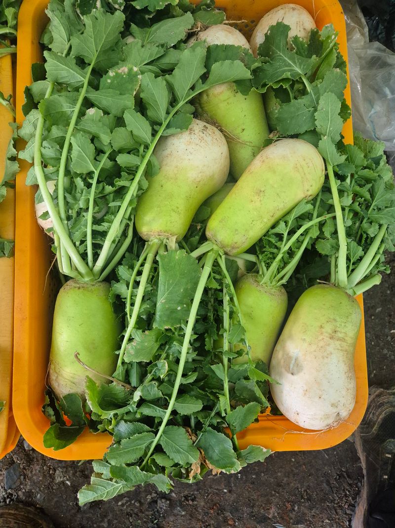 조영자님의 장터 판매 상품 [양배추10kg] 첨부 사진