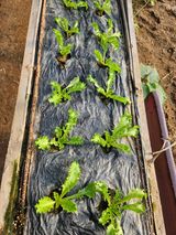 팜모닝 자유주제·자유게시판 게시글 이미지