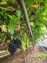 박영대님의 자유주제·자유게시판 작성글 사진