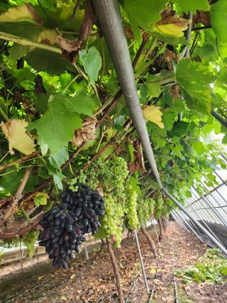 박영대님의 자유주제 · 자유게시판 작성글 사진