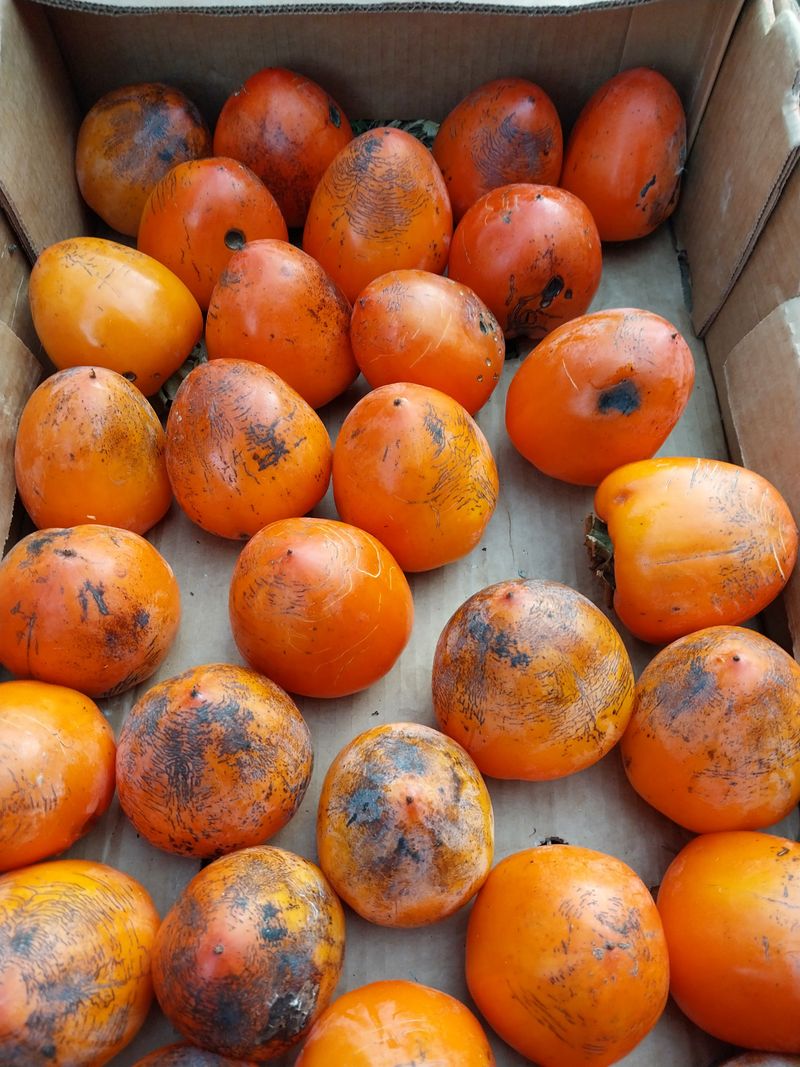 조봉래님의 장터 판매 상품 [대봉감] 첨부 사진