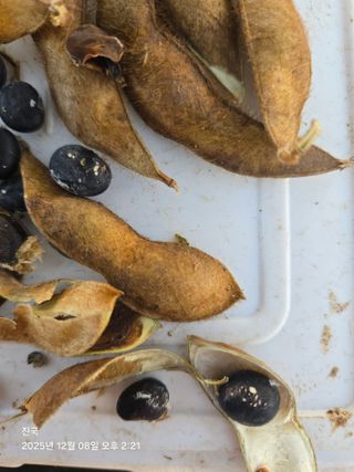 무 하님의 농사, 무엇이든 물어보세요! · 참여글 작성글 사진