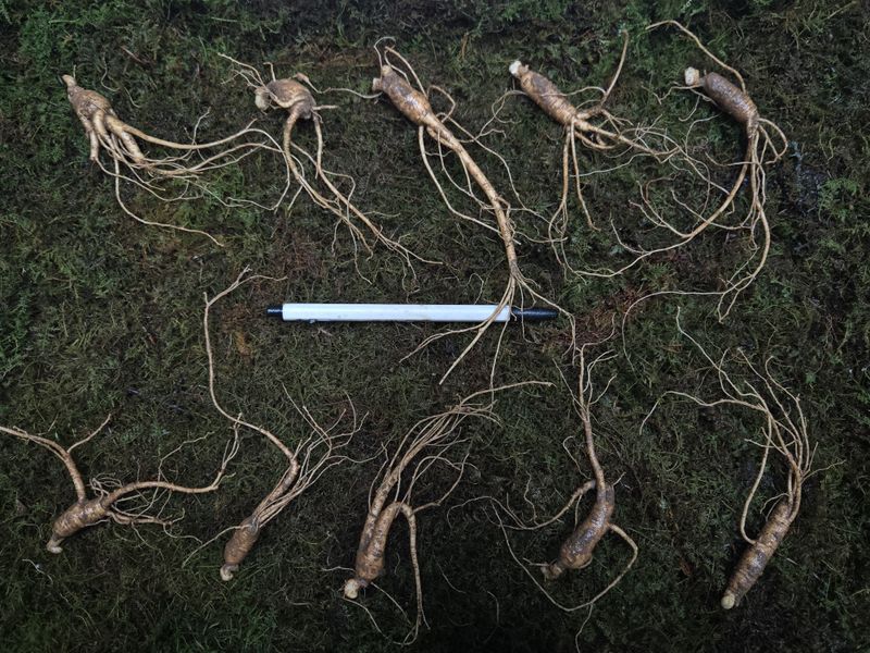 이규성님의 장터 판매 상품 [5년근 정삼 10뿌리 진짜 저렴하게 드립니다] 첨부 사진