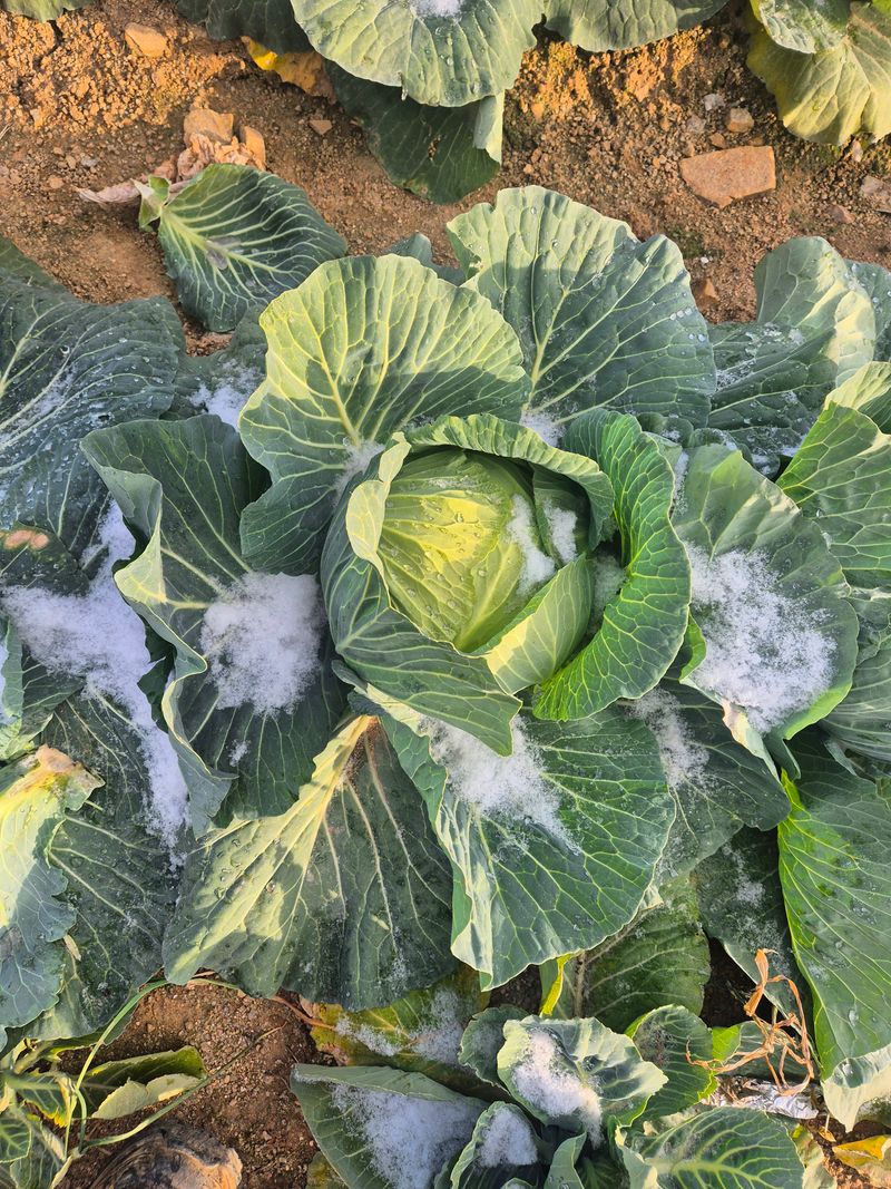 장터 상품 [양배추10kg] 썸네일