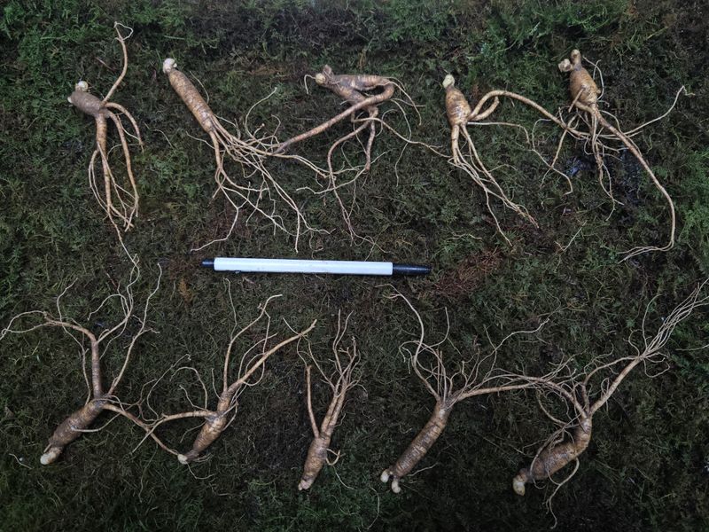 장터 상품 [5년근 정삼 10뿌리 진짜 저렴하게 드립니다] 썸네일