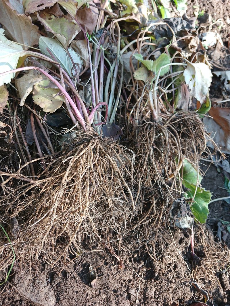 장터 상품 [참취 모종] 썸네일