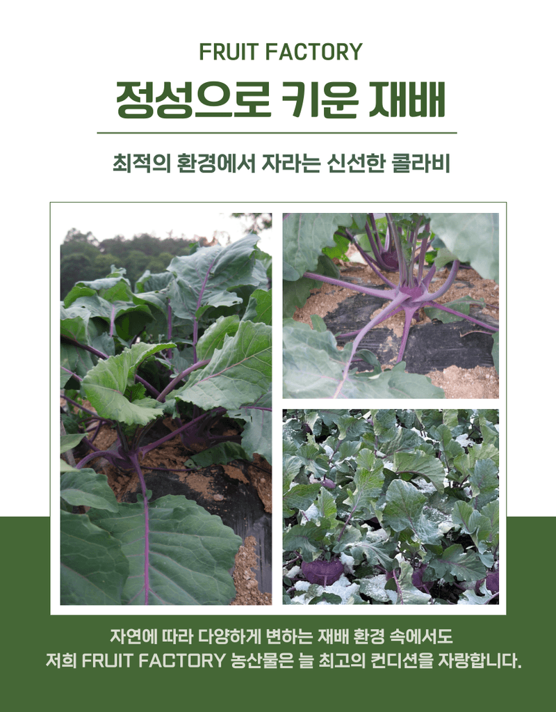 과일팩토리님의 장터 판매 상품 [[과일팩토리] 신선한 국내산 콜라비 선별과 산지직송 2kg/3kg/5kg/10kg] 첨부 사진