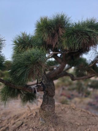 작은소나무님의 자유주제 · 사진전 작성글 사진
