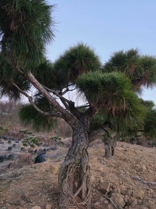 작은소나무님의 자유주제 · 사진전 작성글 사진