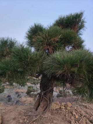 작은소나무님의 자유주제 · 사진전 작성글 사진