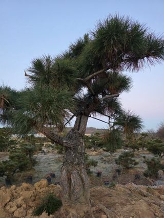 작은소나무님의 자유주제 · 사진전 작성글 사진
