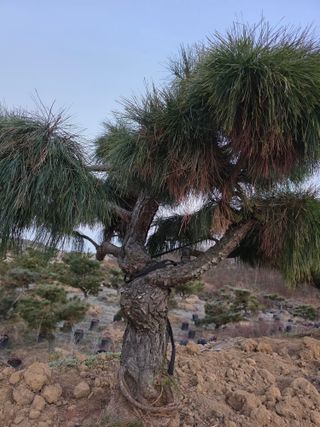 작은소나무님의 자유주제 · 사진전 작성글 사진