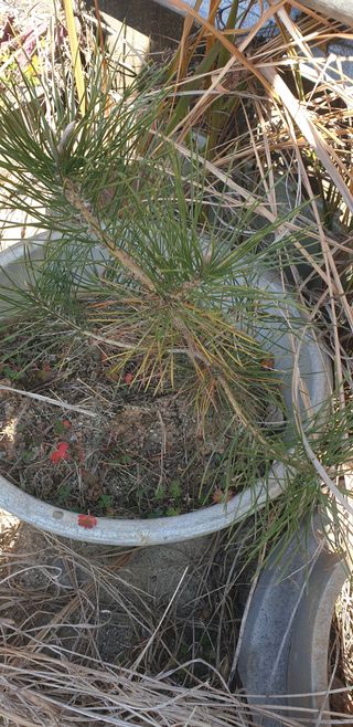 토마토아부지왕궁면님의 작성글 사진