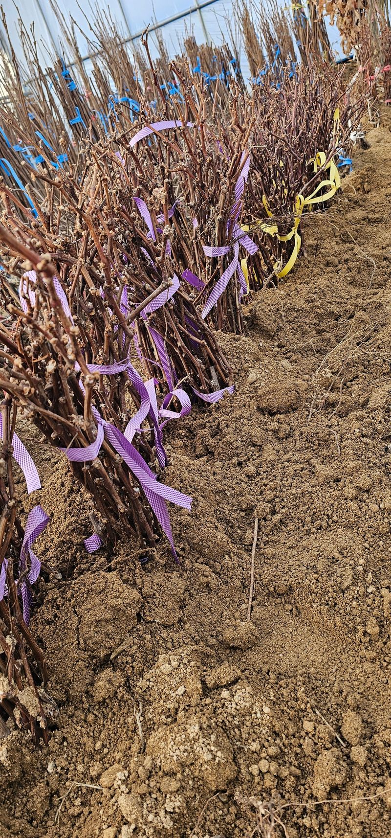 뿌리묘목농원님의 장터 판매 상품 [mba머루포도 삽목1년생] 첨부 사진