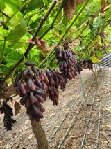 팜모닝 자유주제·자유게시판 게시글 이미지