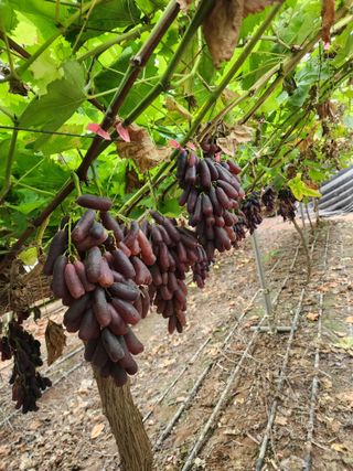 박영대님의 자유주제·자유게시판 작성글 사진