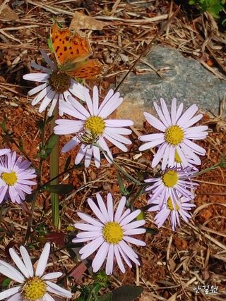 안길원님의 자유주제 · 자유게시판 작성글 사진