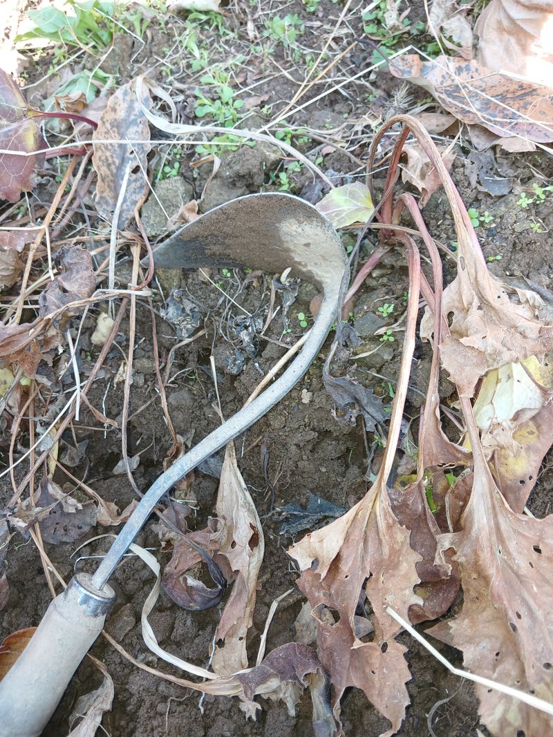 고성운님의 장터 판매 상품 [참취 모종] 첨부 사진