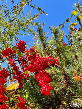 안길원님의 자유주제 · 자유게시판 작성글 사진