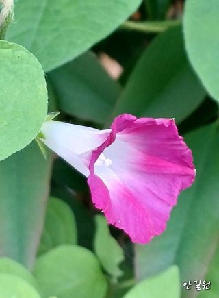 안길원님의 자유주제 · 자유게시판 작성글 사진