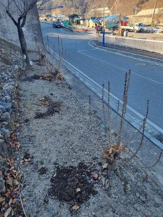 김용대님의 자유주제 · 자유게시판 작성글 사진