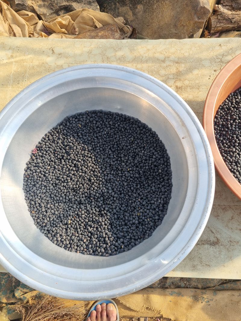 준영님의 장터 판매 상품 [서리태 ] 첨부 사진