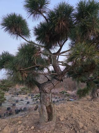 작은소나무님의 자유주제 · 자유게시판 작성글 사진