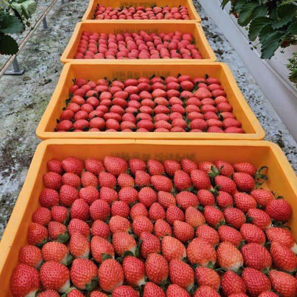 윤승희님의 장터 판매 상품 [고당도 프리미엄 설향 딸기 800g] 첨부 사진