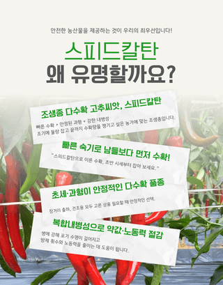대산농사대장님의 고추 · 품종•종자 작성글 사진