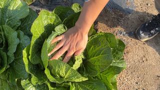 누보농장님의 자유주제 · 자유게시판 작성글 사진