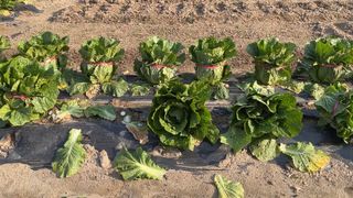 누보농장님의 자유주제 · 자유게시판 작성글 사진