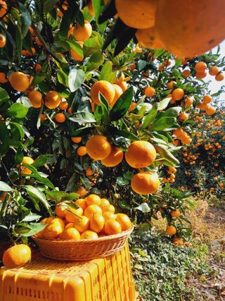 대정골귤꽃농원님의 작성글 사진