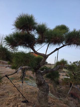 작은소나무님의 자유주제 · 자유게시판 작성글 사진