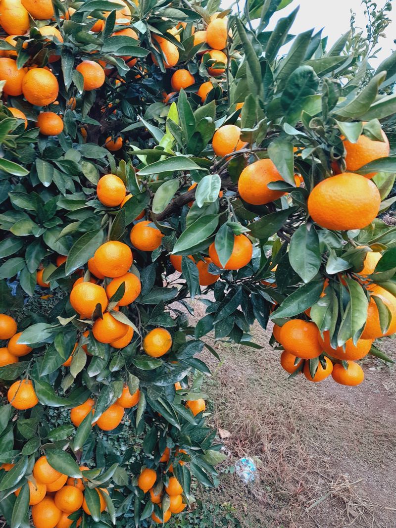 대정골귤꽃농원님의 장터 판매 상품 [대정 고당도 조생귤 5키로] 첨부 사진