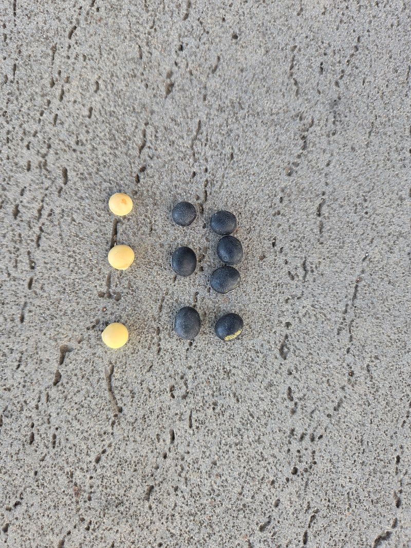 이은호님의 장터 판매 상품 [작은 서리태(귀족) 판매(10kg씩)] 첨부 사진