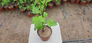 산딸기성관님의 작성글 사진