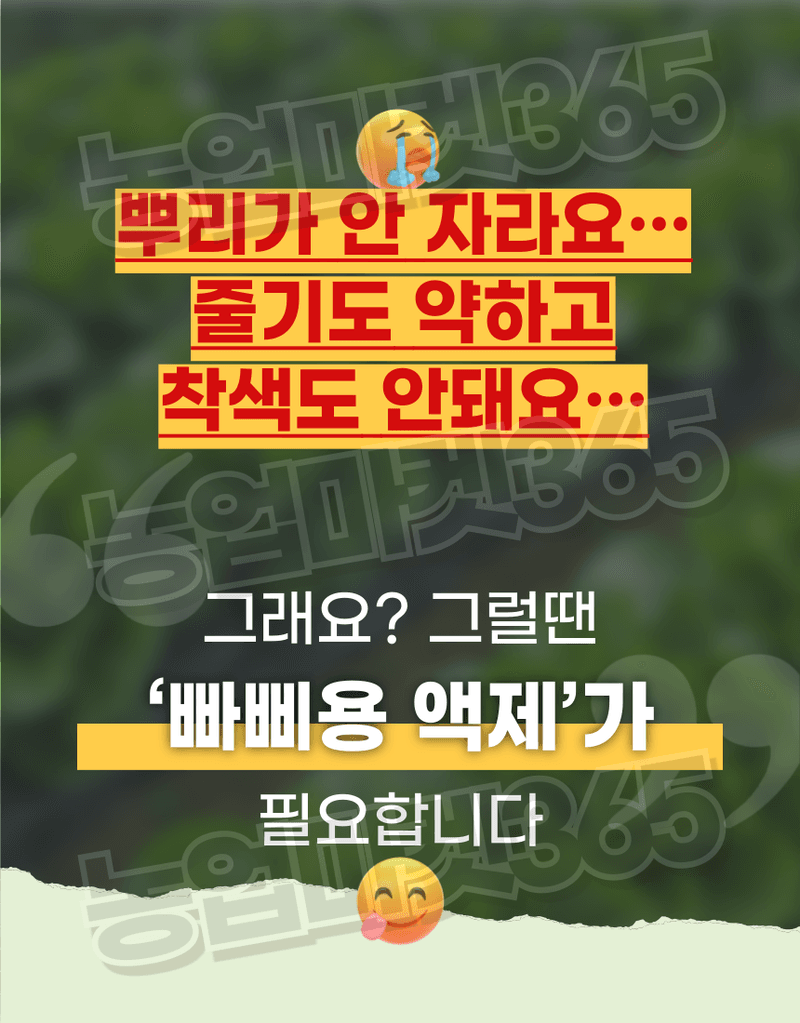 농업마켓365님의 장터 판매 상품 [융전 빠삐용 액제 11L(12kg) 2통 고함량 단백질 아미노산 영양제 새뿌리발달 생육촉진 맛·당도 향상] 첨부 사진