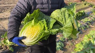 누보농장님의 자유주제·자유게시판 작성글 사진