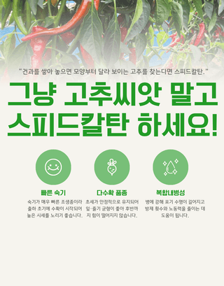 대산농사대장님의 고추 · 품종•종자 작성글 사진