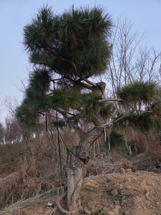 작은소나무님의 자유주제 · 자유게시판 작성글 사진