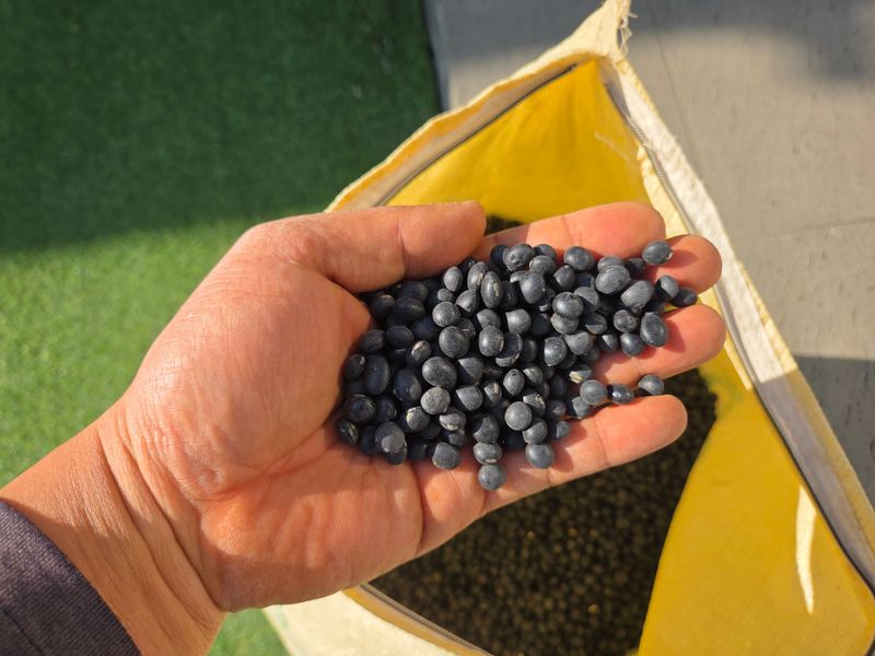 이은호님의 장터 판매 상품 [작은 서리태(귀족) 판매(10kg씩)] 첨부 사진