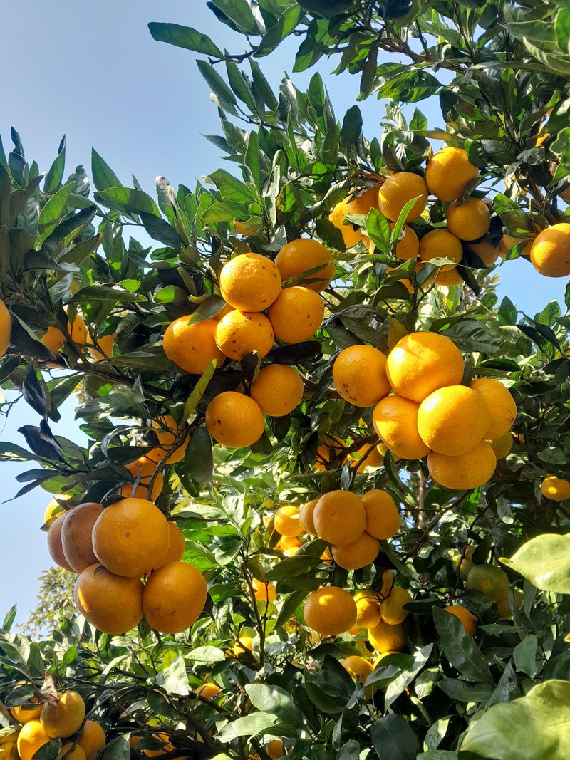 대정골귤꽃농원님의 장터 판매 상품 [대정 고당도 조생귤 5키로] 첨부 사진