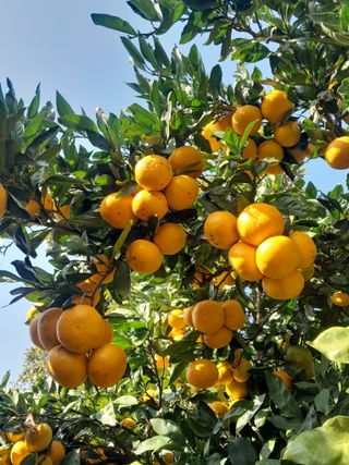 대정골귤꽃농원님의 작성글 사진