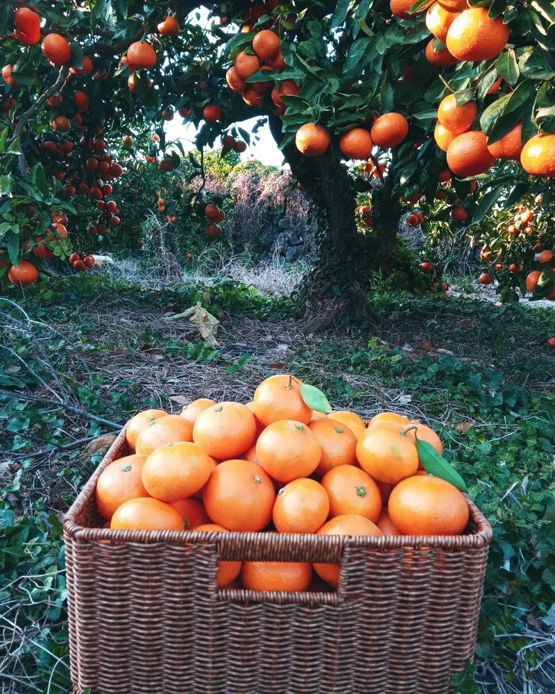 장터 상품 [대정 고당도 조생귤 5키로] 썸네일