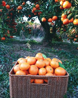 대정골귤꽃농원님의 작성글 사진